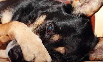 tratament pentru ochi canin tratament pentru ochi canin