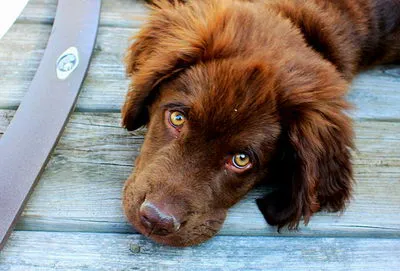 tratament pentru ochi canin tratament pentru ochi canin