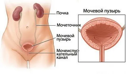Durere la nivelul vezicii urinare, care este