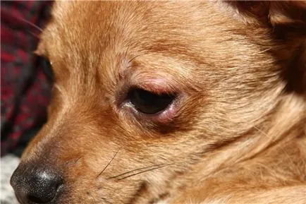 tratament pentru ochi canin tratament pentru ochi canin