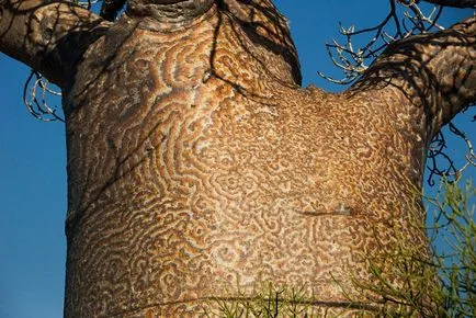 baobab-l