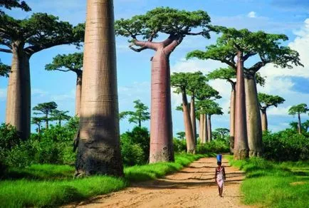 baobab-l