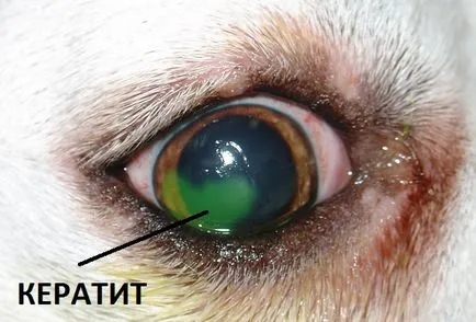 tratament pentru ochi canin