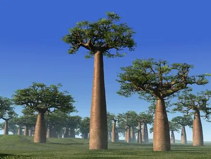 baobab-l
