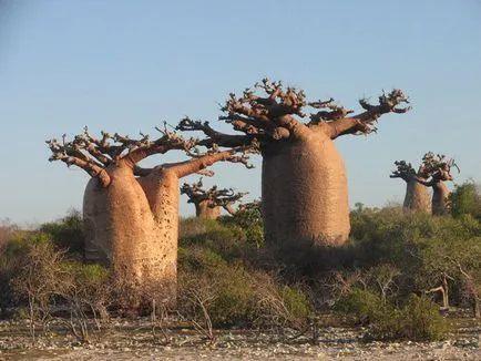 baobab-l