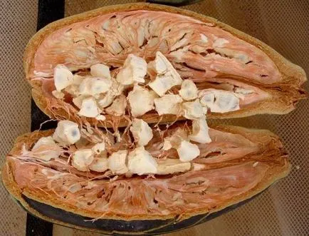 baobab-l