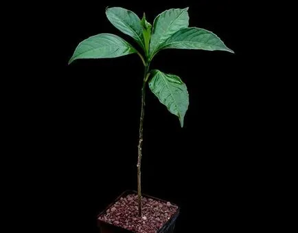 baobab-l
