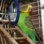 Că canari alimentare Că canari alimentare