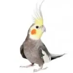 Că canari alimentare Că canari alimentare