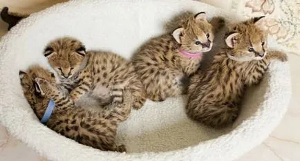 Rasa de pisici Serval