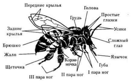 Paianjenii sunt ca insectele