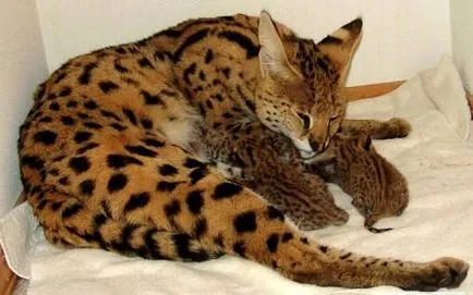 Rasa de pisici Serval