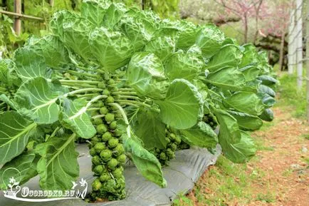 varză de Bruxelles Cultivarea varză de