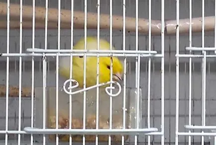 Că canari alimentare Că canari alimentare