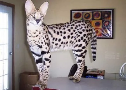 Rasa de pisici Serval