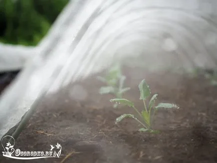 varză de Bruxelles Cultivarea varză de