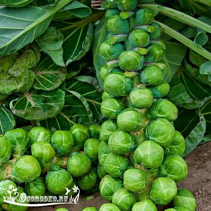 varză de Bruxelles Cultivarea varză de