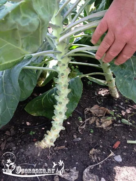 varză de Bruxelles Cultivarea varză de