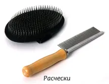 Tot ce ai nevoie pentru un pisoi