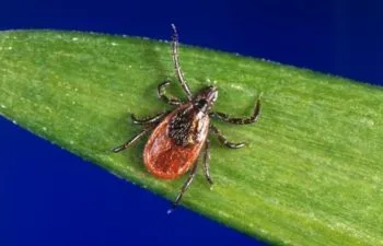 Câine muscat de o capusa decât vindecarea Câine muscat de o capusa decât vindecarea