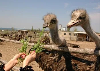 Ce struți mânca