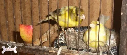 Că canari alimentare
