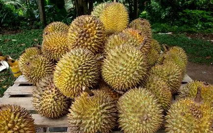 Ce se poate aduce înapoi din Thailanda