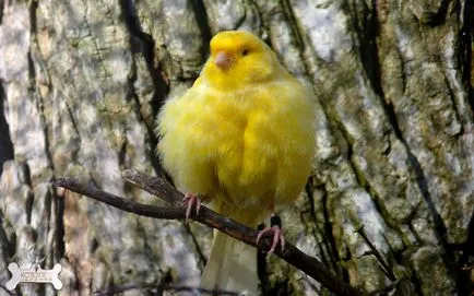 Că canari alimentare