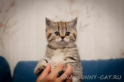Tot ce ai nevoie pentru un pisoi