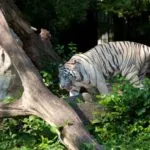 Ce se poate aduce înapoi din Thailanda