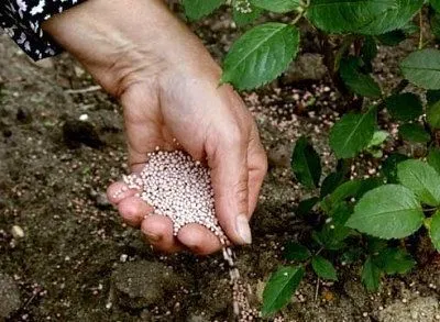 Ce plante uree Ce plante uree