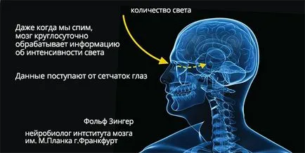 Hormonul melatonină