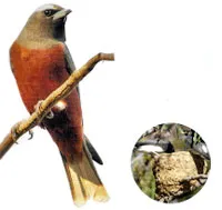 Ce este Shrike