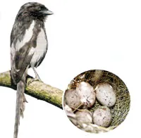 Ce este Shrike