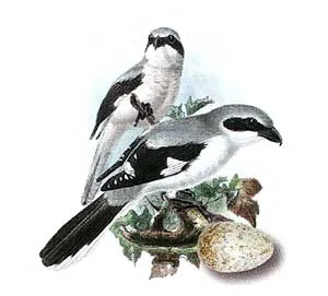 Ce este Shrike
