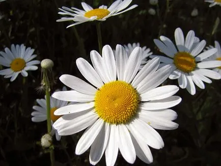 Flori de gradina de musetel
