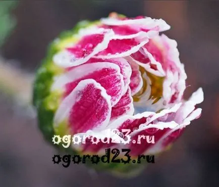 Flori de gradina de musetel Flori de gradina de musetel