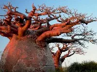 baobab-l