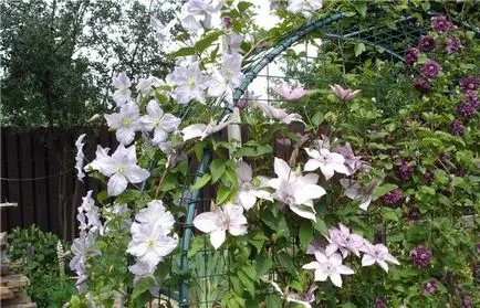 Cum sa faci un suport pentru Clematis Cum sa faci un suport pentru Clematis