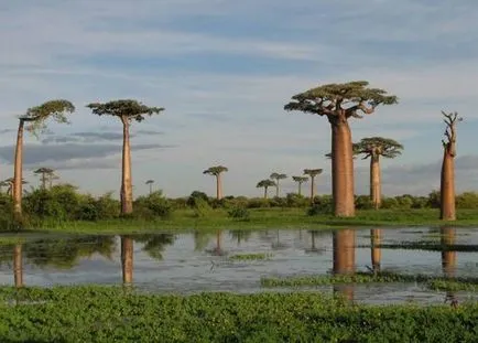 baobab-l