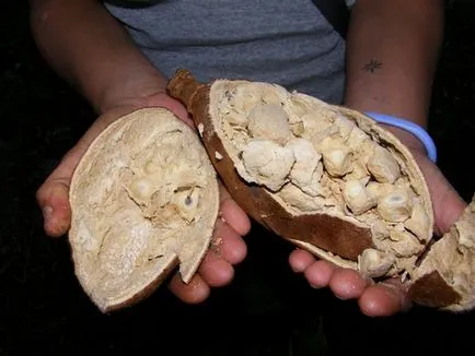 baobab-l