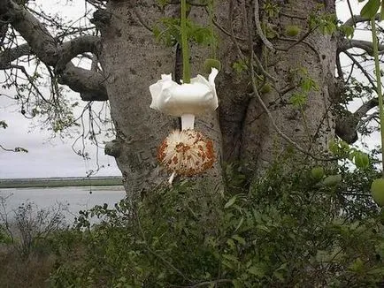 baobab-l