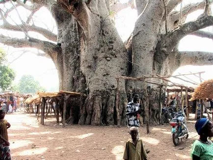 baobab-l