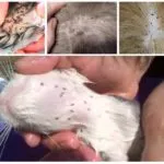 De unde știi dacă există purici la pisică sau pisica (pisici) De unde știi dacă există purici la pisică sau pisica