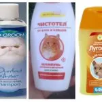 De unde știi dacă există purici la pisici sau (mușcăturile alergie purici) pisica De unde știi dacă există purici la pisică sau pisica