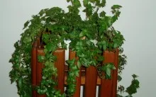 Care este drenaj pentru ghivece cu plante