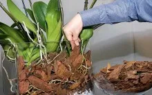 Care este drenaj pentru ghivece cu plante