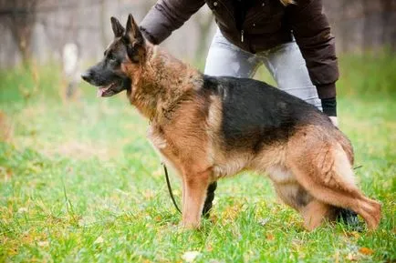 Formarea ciobanesc german la domiciliu Formarea ciobanesc german la domiciliu