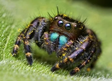 Paianjenii sunt ca insectele