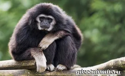 Gibbon ce